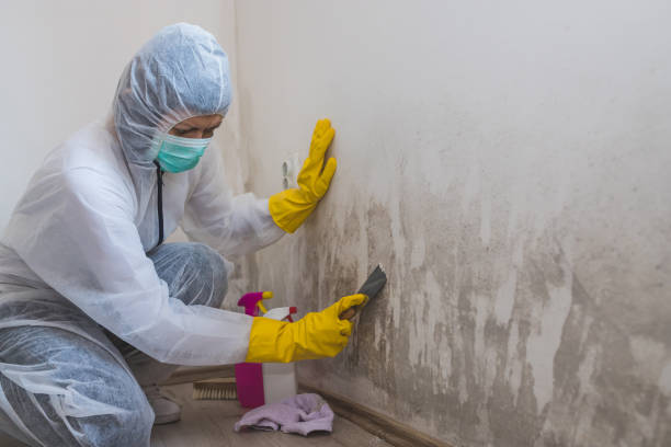 Best Asbestos and Lead Testing During Mold Inspection  in Fountain, CO