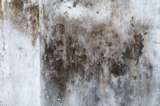 Best Mold Removal for HVAC Installations  in Fountain, CO