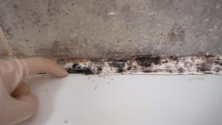 Mold Removal for HVAC Installations in Fountain, CO